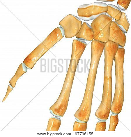 Wrist skeleton