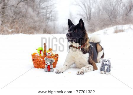 Akita Dog Breed Lies In The Snow With Toys