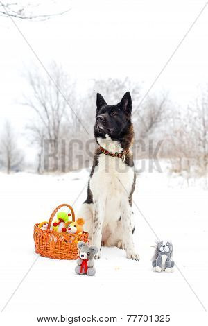 Akita Dog Breed Sitting In The Snow With Toys