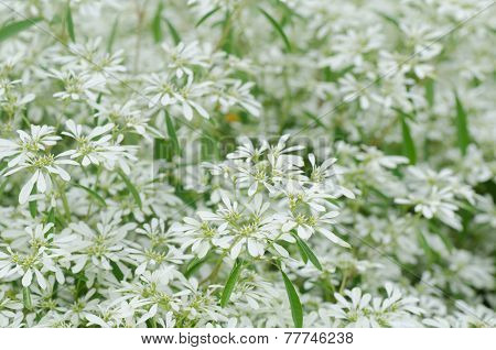 White Flowers Background - Euphorbia Leucocephala Lotsy