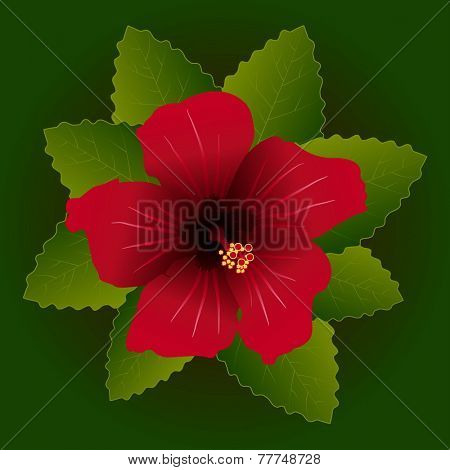 red flower of hibiscus and green leave background