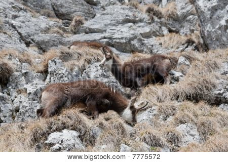 Una coppia di capre di montagna