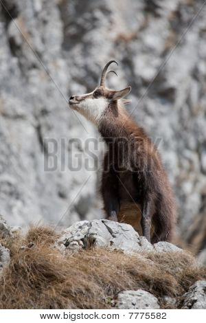 Capra di montagna