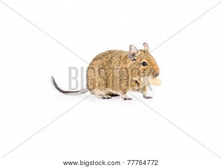 Pet Degu