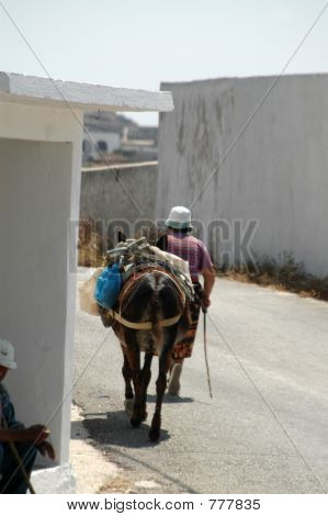 Women Donkey Image & Photo (Free Trial) | Bigstock