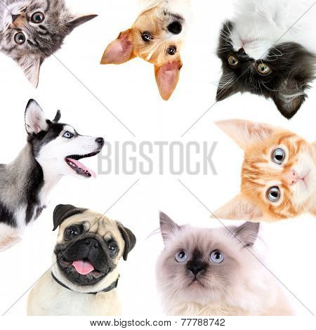 Collage of cute dogs and cats isolated on white