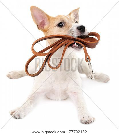 Funny little dog Jack Russell terrier with leather leash, isolated on white