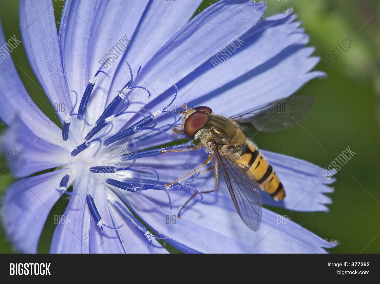 Image Preview