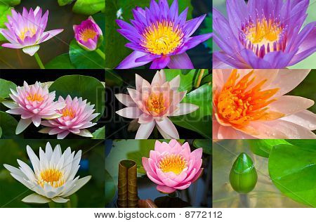 molte specie di lotus