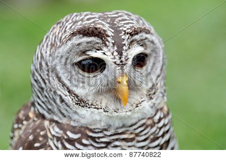 Portrait Of A Barred Owl