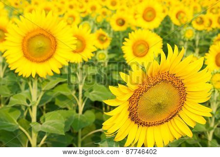 Sun Flower Garden