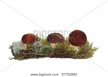 Three cep mushroom grown into the moss, isolated on white