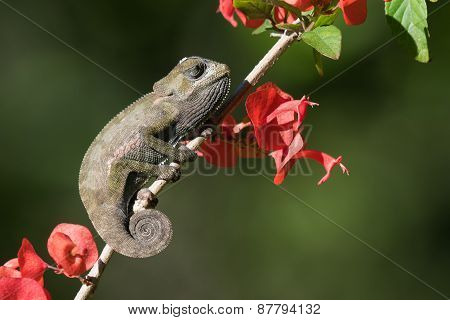 Flap-necked Chameleon Baby (chameleo Dilepis) Sleeping In The Sun With Flowers