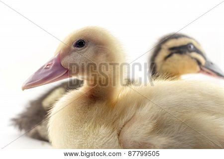American Pekin Duckling