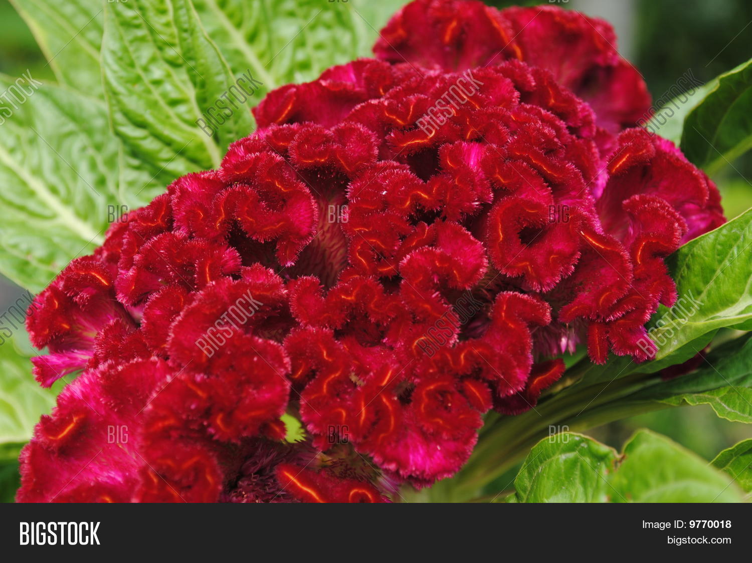 Image Preview