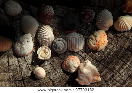 Sea Shells On Stump, Top View