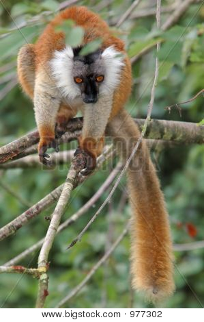 Kobieta Lemur czarny
