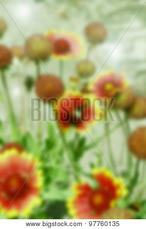 summer background of blur yellow-purpure flowers