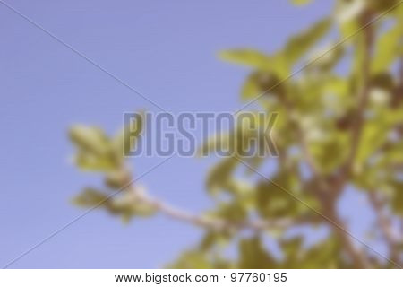 Abstract nature background blur
