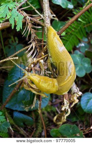 Banana Slug
