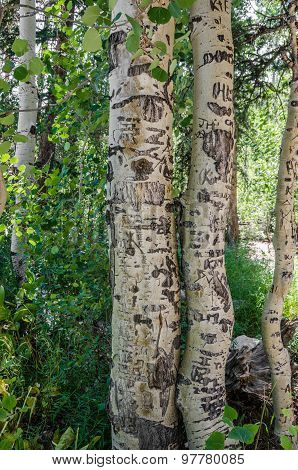 Graffiti-covered Trees