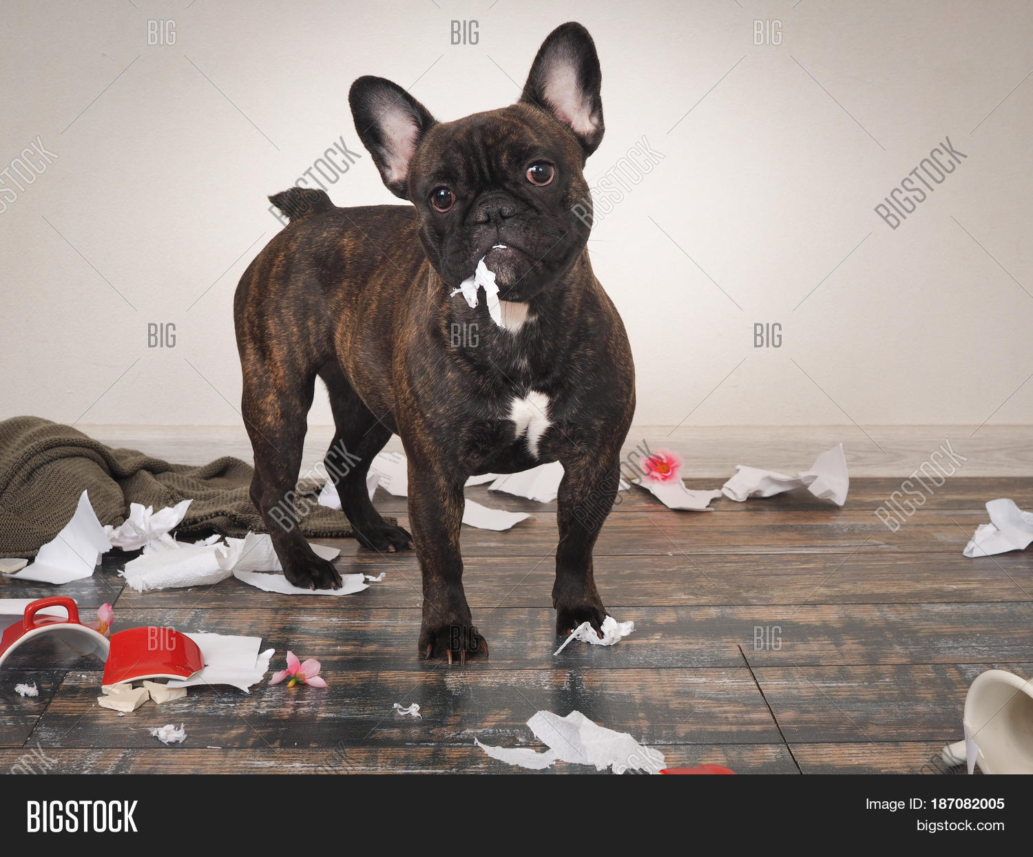 Funny Dog Made Mess Image & Photo (Free Trial) Bigstock