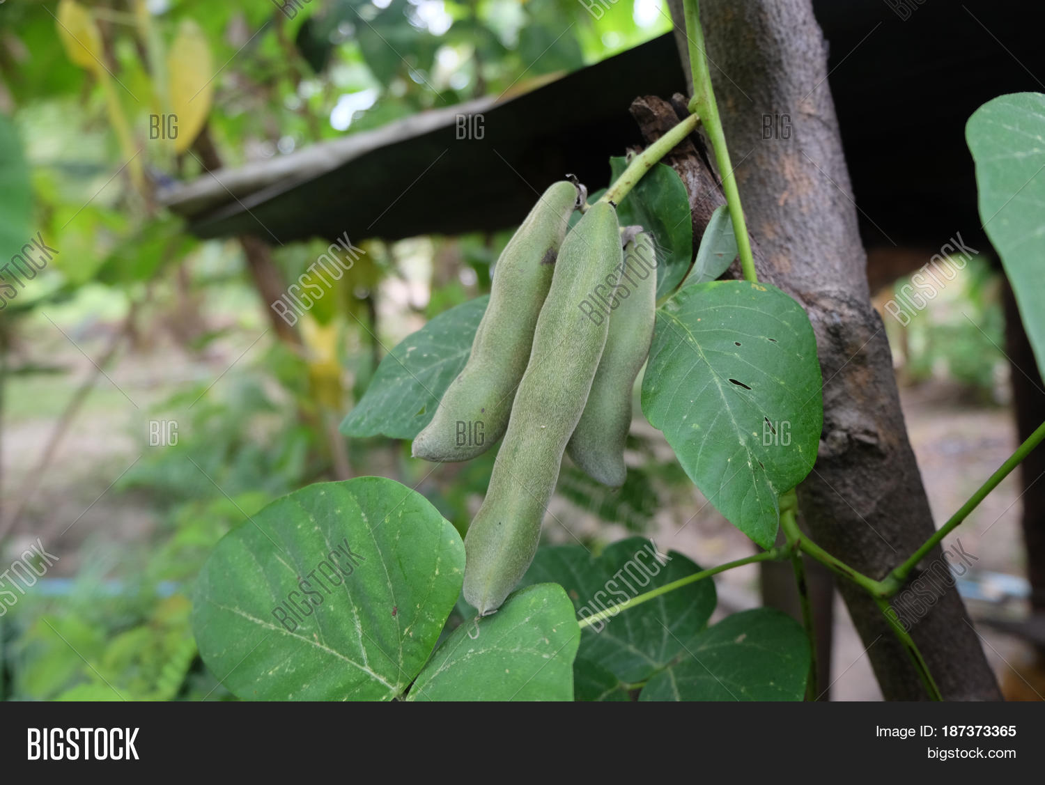 Velvet Bean, Levodopa Image & Photo (Free Trial) Bigstock