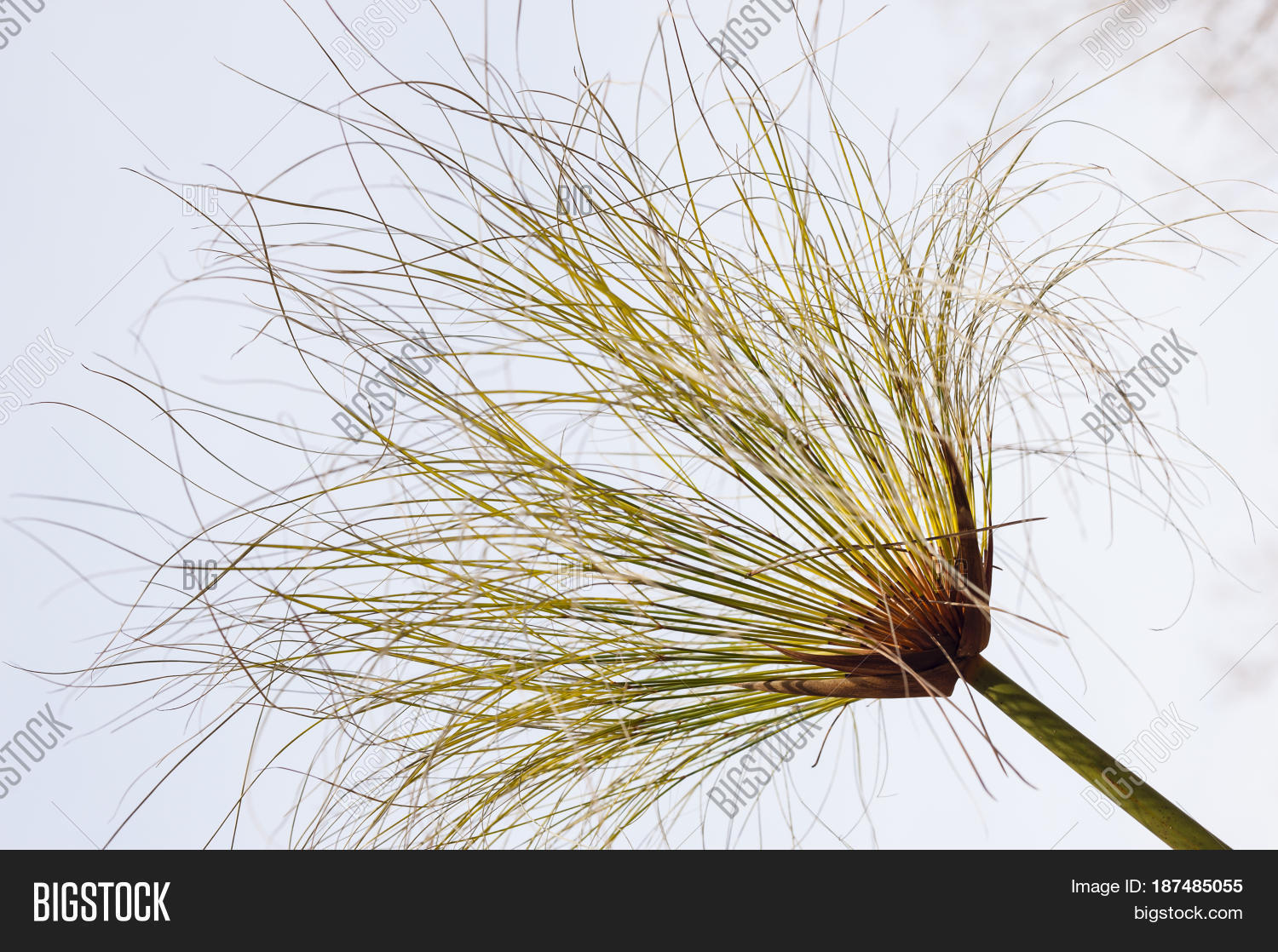 Detail Wetland Sedge Image & Photo (Free Trial) | Bigstock