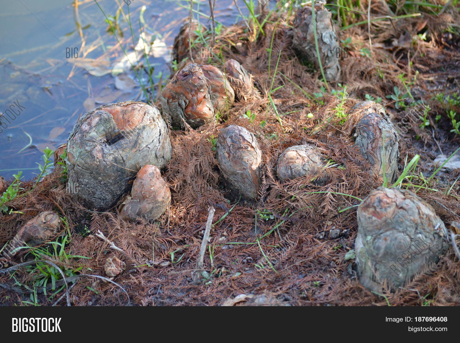 Cypress Tree Knees Image & Photo (Free Trial) Bigstock
