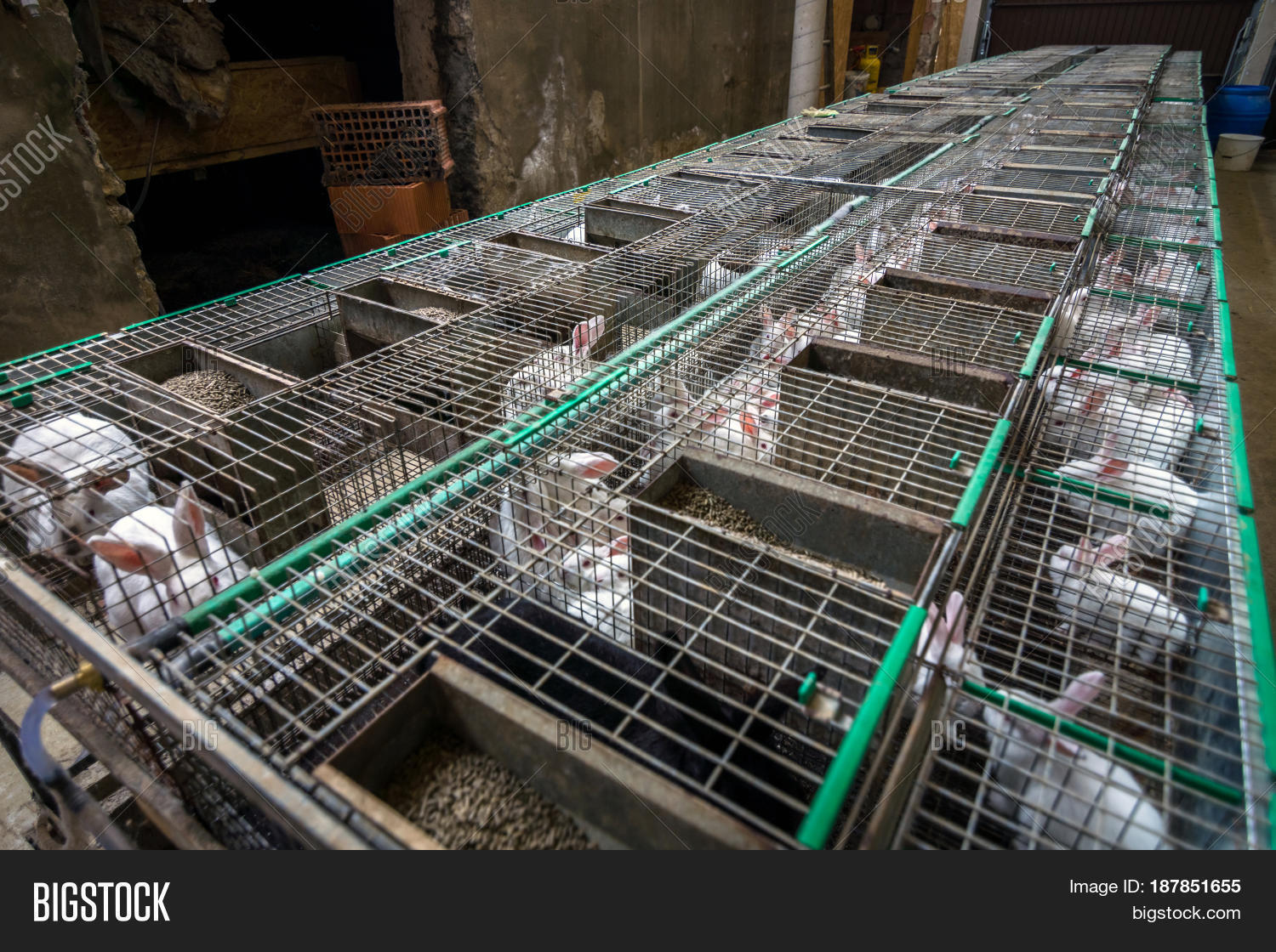 Rabbits On Farm Image & Photo (Free Trial) Bigstock