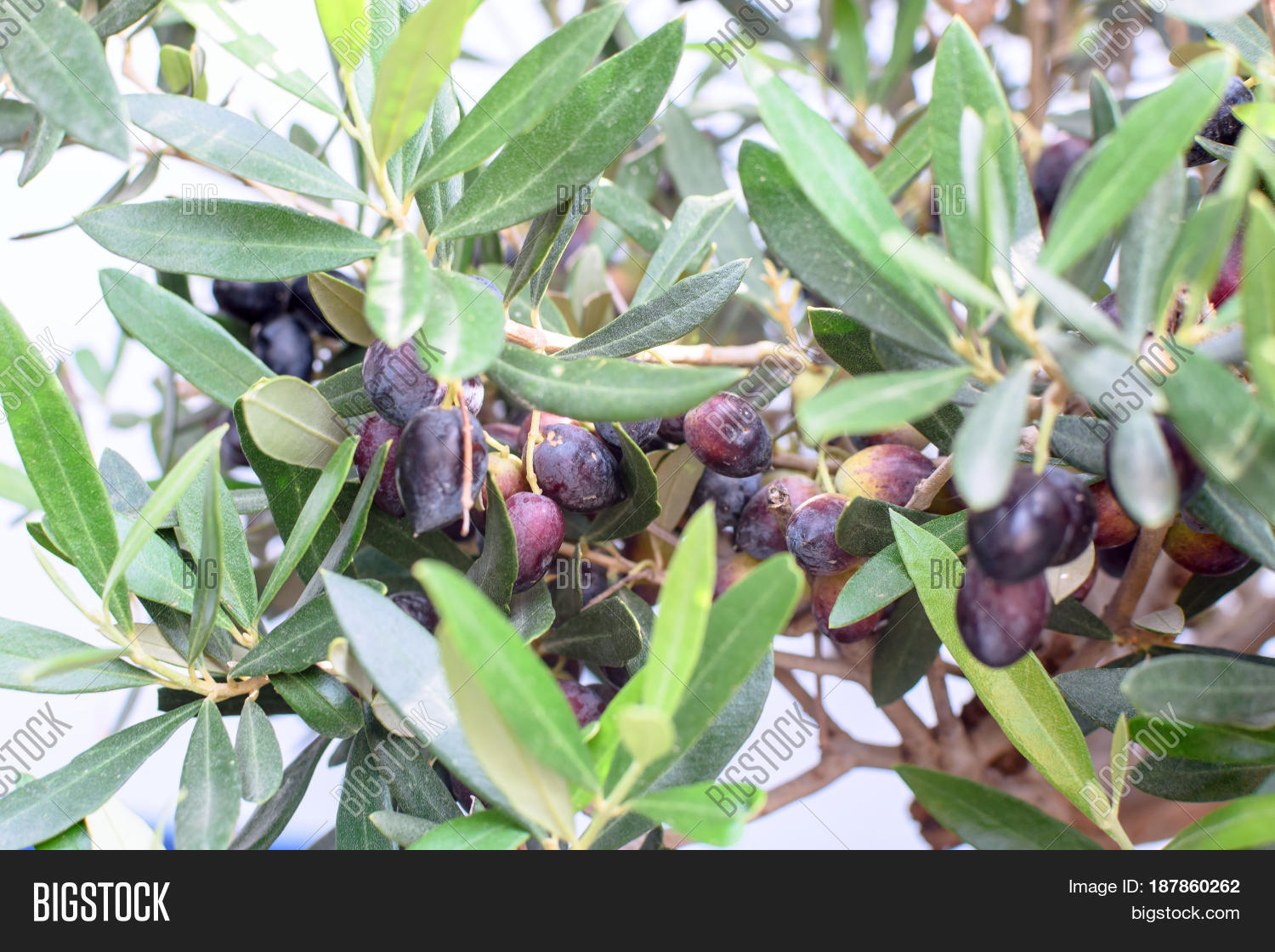 Beautiful Olive Tree Image & Photo (Free Trial) Bigstock