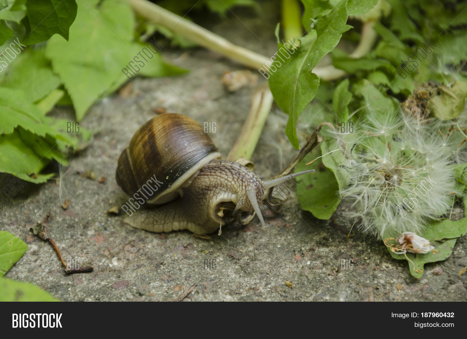 Spring Park Big Snail Image & Photo (Free Trial) | Bigstock