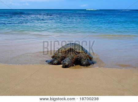 Tartaruga di mare