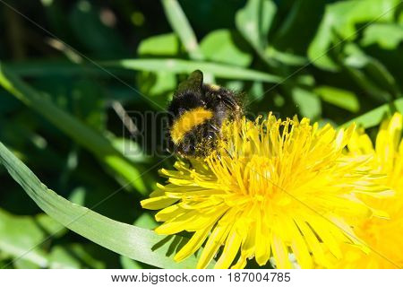 Bumblebee on a dandelion portrait macro with bokeh background selective focus shallow DOF.
