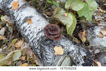 Tree fungus on a fallen birch trunk. Green and brown leaves around.