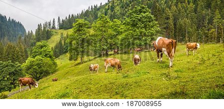 Beautiful view of cows grazing in idyllic alpine mountain scenery with high mountain peaks covered in mystic fog on a scenic day in summer Rosenlaui Berner Oberland Switzerland