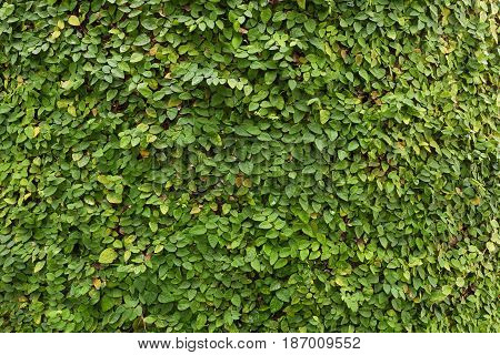 Creeping Fig as wallpaper nature background
Climbing Fig, Creeping Rubber Fig, has a small leaf shaped like a heart. This plant is native to Australia and Asian countries. It is used for decorative fence, walls and gardens to look shady, refreshing and na