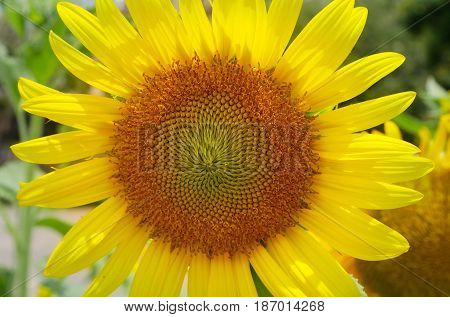 Close up sunflower blooming in garden. Can be use for background natural concept.