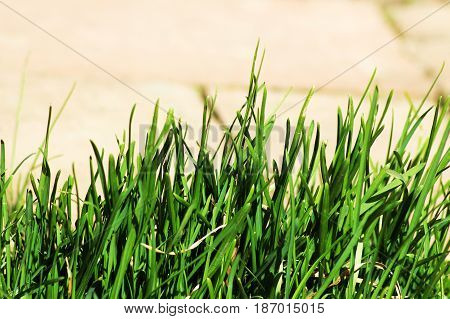 Grass. Beautiful Nature, The First Green Plants