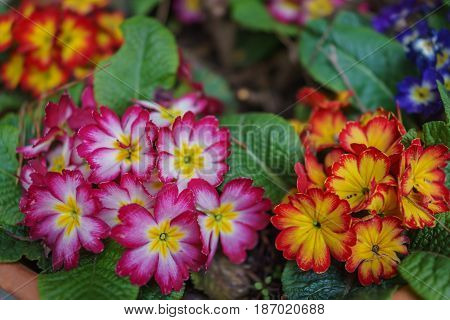 colorful red pink and orange primrose Primula flowers in daylight garden.