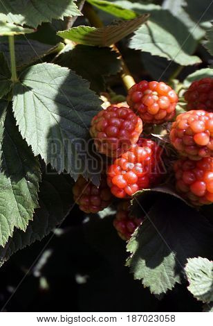Blackberries ripen on thornless blackberry plants in a garden in Joliet, Illinois during July.