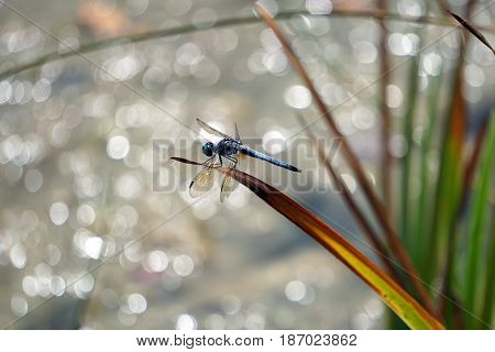 A male blue dasher dragonfly (Pachydiplax longipennis) alights upon  a reed over a small lake in Joliet, Illinois during August.