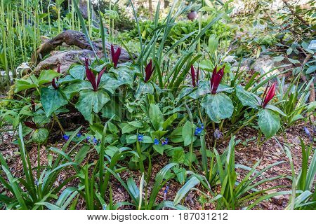 Various plants are sprouting up in Spring. Shot taken in Seatac Washington.