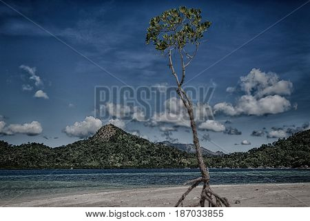 In The Beautiful  Island Cosatline And Tree