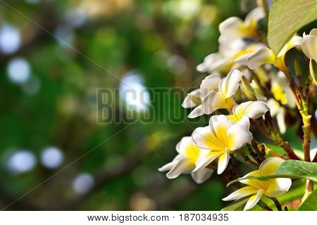 Blossoming of mango tree Mango flower consists of 5 petals of white on the edges and yellow at the center of the helical shape