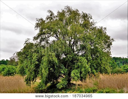 Tree in the nature reserve Wagbachniederung Germany