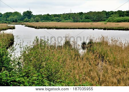 View on a lake in the nature reserve Wagbachniederung Germany