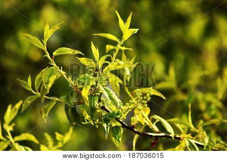 The branch of bird-cherry tree Prunus padus isolated on a white background