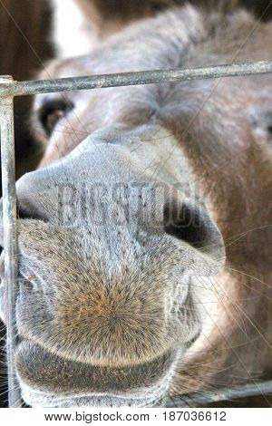 miniature donkey with nose through a wire fence