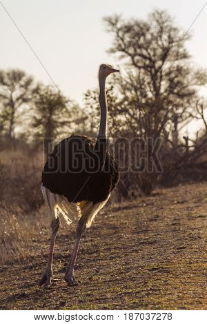 African ostrich in Kruger national park, South Africa  ; Specie Struthio camelus family of Struthionidae